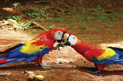 Costa-Rican-wildlife-is-a-kaleidoscope-of-color.jpg