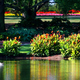 Isleworth-Hole_11_Swans_Panorama.jpg