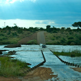 Crossing-Crocodile-Bridge.jpg