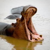 French-hippos.jpg