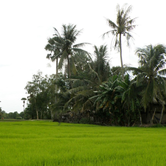 Rice-Paddies-Cambodia,-Naturally-Beautiful-wpcki.png