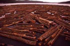 Timber-Industry.jpg