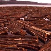 Timber-Industry-wpcki.jpg