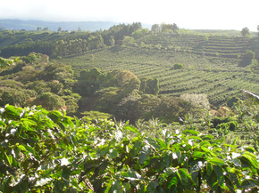 Starbucks_Costa-Rica-farm.jpg