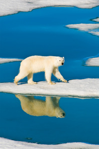 WPC News | Polar Bear
