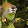 09-WPC-Golfito-Marina-Village-Resort-Titi-Monkey.jpg