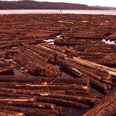 Timber-Industry-Alaska-keyimage2.jpg
