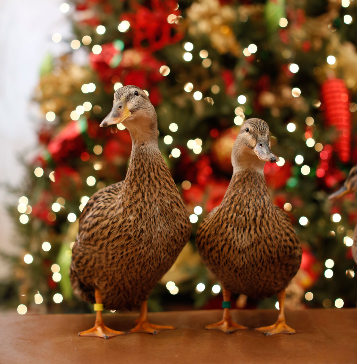 Top 5 Great Thanksgiving Getaways Revealed  WORLD 